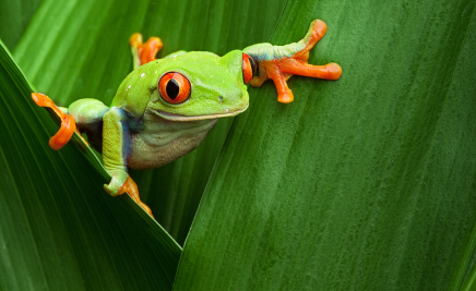 Panama Rainforest Discovery Center​