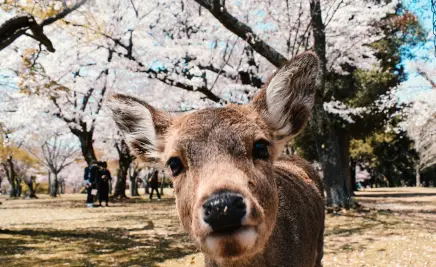 Nara Park Japan Hirsch