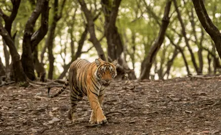 Ranthambore Nationalpark