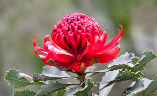 Australien