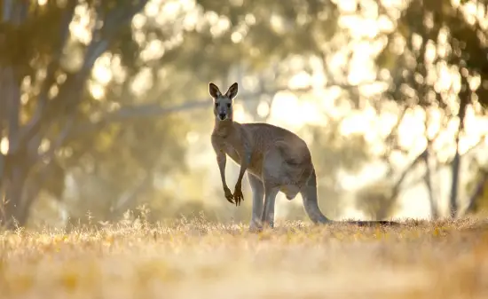 Australien