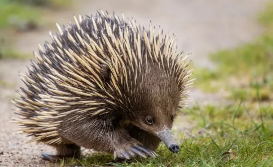 Tier Australien