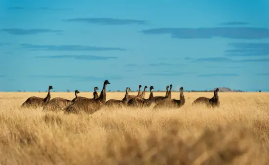 Tier Australien