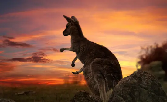 Tier Australien