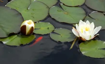 Asien Flora Fauna