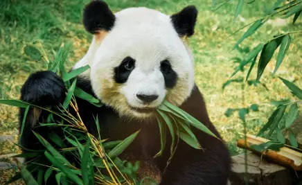 Tier Asien