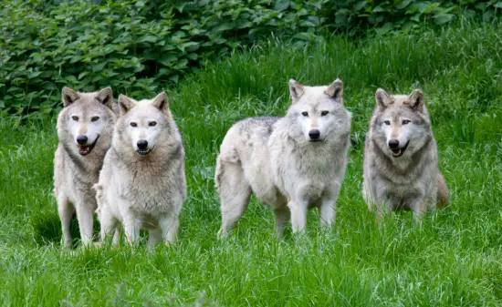 Tierwelt Amerika