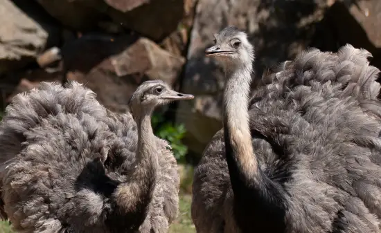 tierwelt südamerika