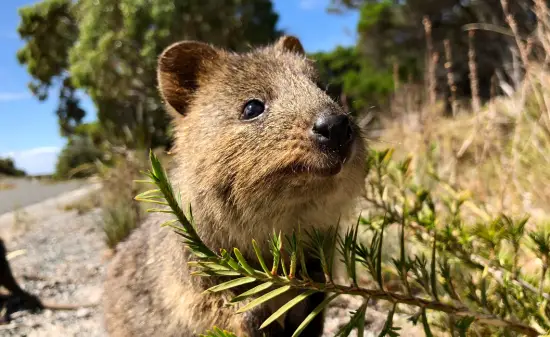 Rottnest Island & die Quokkas​